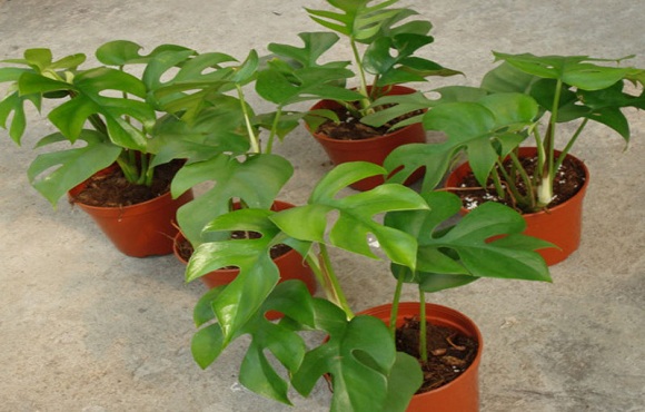 合肥綠植租擺哪家好 合肥綠植租擺，租賃價格