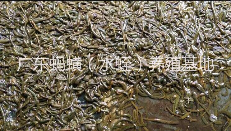 水蛭螞蟥青年苗報(bào)價(jià)/水蛭螞蟥青年苗價(jià)格/供應(yīng)水蛭螞蟥青年苗/螞蟥