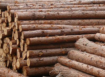 順昌縣杉木種植   杉木供應