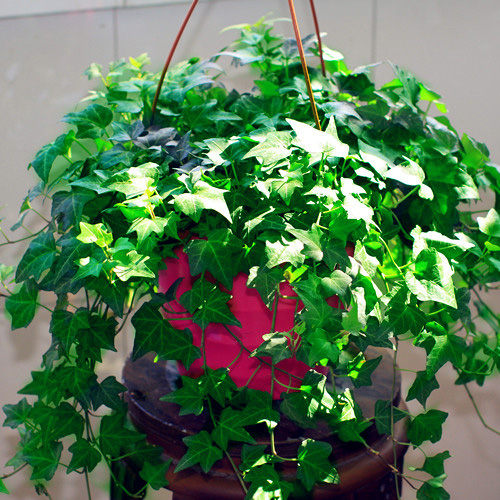 合肥花卉租賃廠家 合肥花卉租賃廠家，租擺，價(jià)格