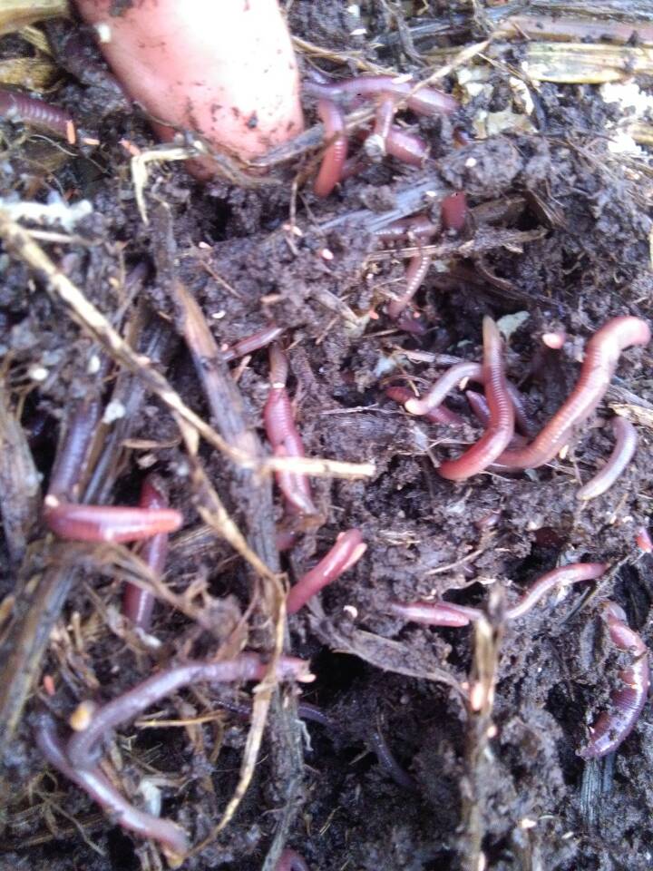 蚯蚓批發(fā)基地蚯蚓、蚯蚓批發(fā)、蚯蚓價格 蚯蚓批發(fā)基地 冷水灘蚯蚓批發(fā)基地