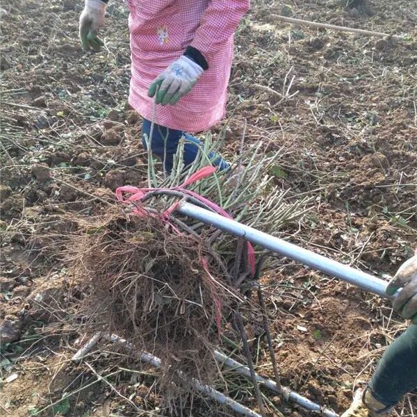 藤本月季 爬墻類 紅色月季 南陽藤本月季裸根苗 *大叔  安徽藤本月季裸根苗