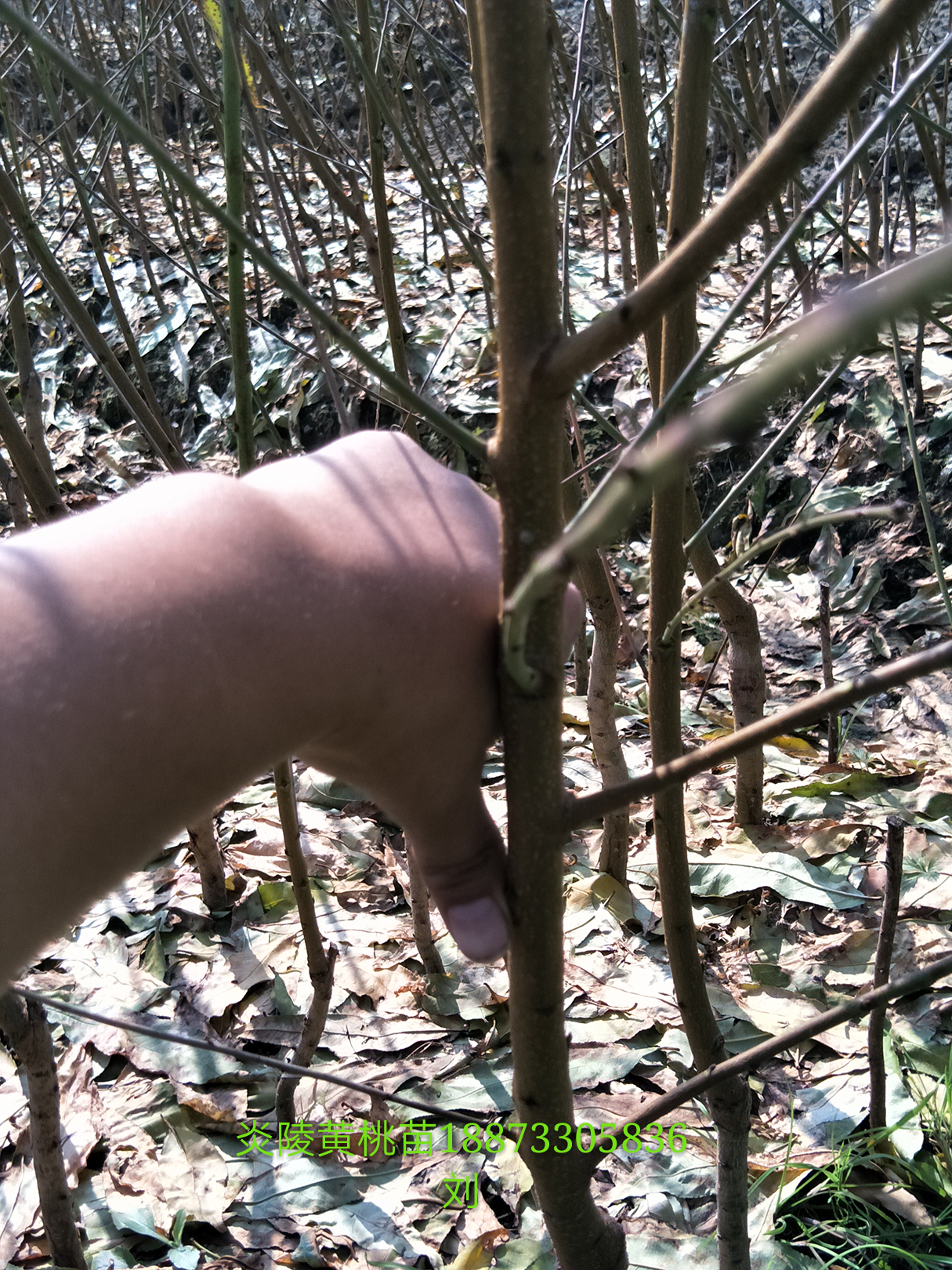 黃桃苗木哪里有的賣@炎陵黃桃苗木種植基地@炎陵黃桃苗木價格