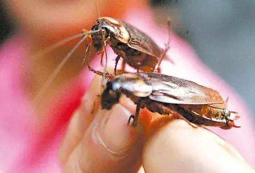 番禺蟲害防治 番禺蟲害防治價格 番禺蟲害防治多少錢 番禺蟲害防治怎么收費 番禺蟲害防 番禺蟲害防治公司