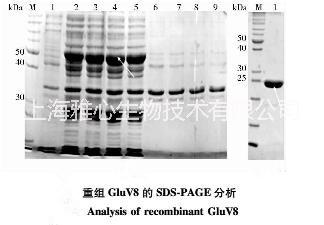 v8蛋白酶的蛋白質(zhì)測序