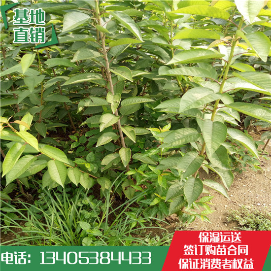白玉櫻桃苗 白玉櫻桃苗價(jià)格 白玉櫻桃苗基地 白玉櫻桃苗多少錢(qián)一棵 白玉櫻桃苗哪有賣(mài)
