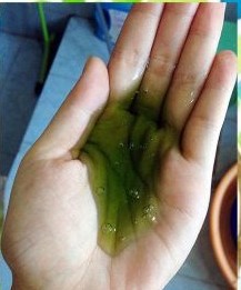 5000ml洗發(fā)水 5公斤洗發(fā)水 5公斤洗發(fā)水哪家好 5公斤洗發(fā)水廠家直銷 5公斤洗發(fā)水供應(yīng)商 5公斤洗發(fā)水*惠