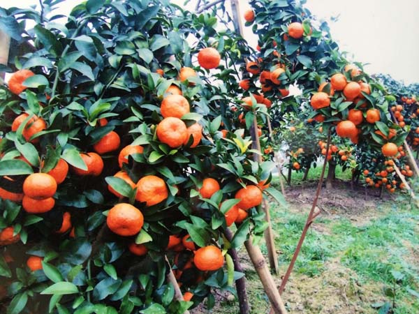 哪里有砂糖桔賣 糖桔苗供應 砂糖桔