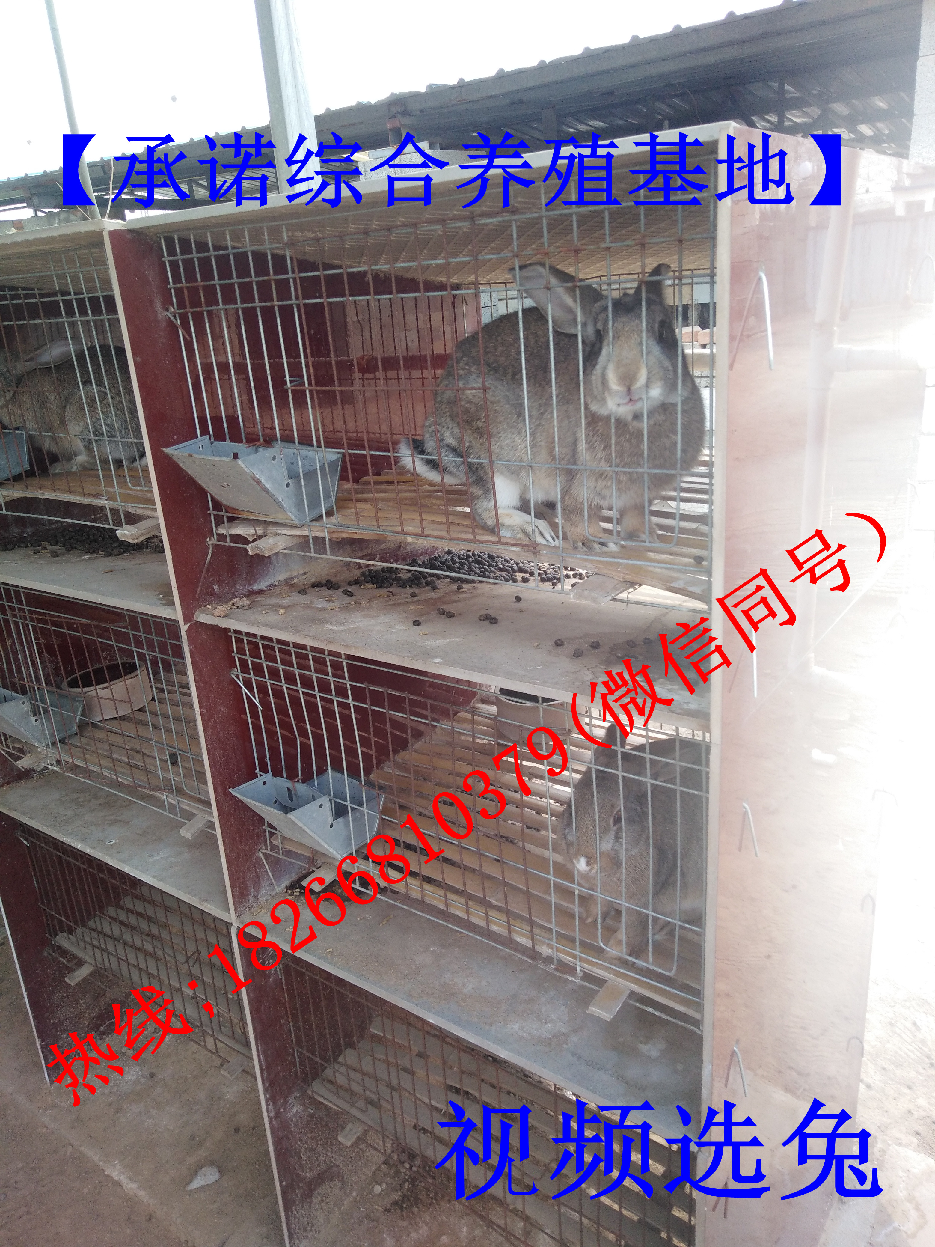 新西蘭兔子養(yǎng)殖 新西蘭兔子養(yǎng)殖 山東雜交野兔報(bào)價(jià)