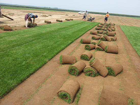 遼寧草坪基地 遼寧優(yōu)質(zhì)草坪 遼寧草坪價格