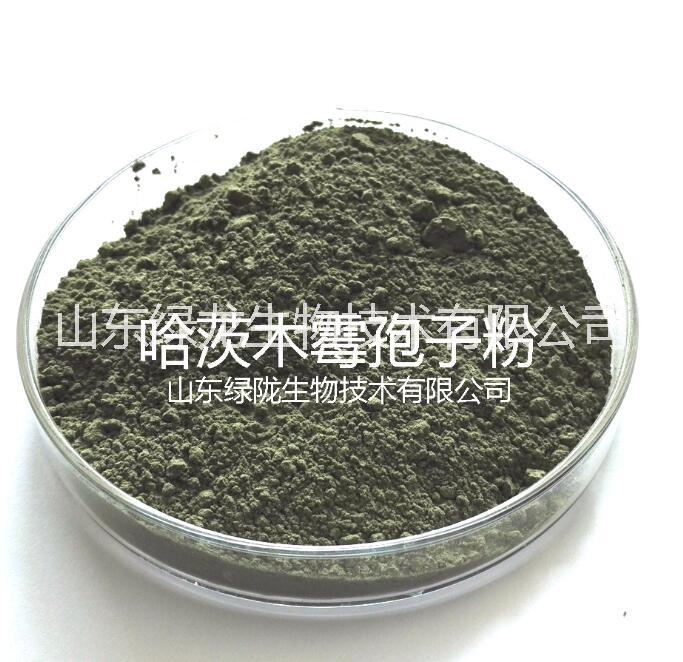 哈茨木霉菌菌番茄病害姜瘟病立枯病*病爛水稻育苗 哈茨木霉菌防治*病害