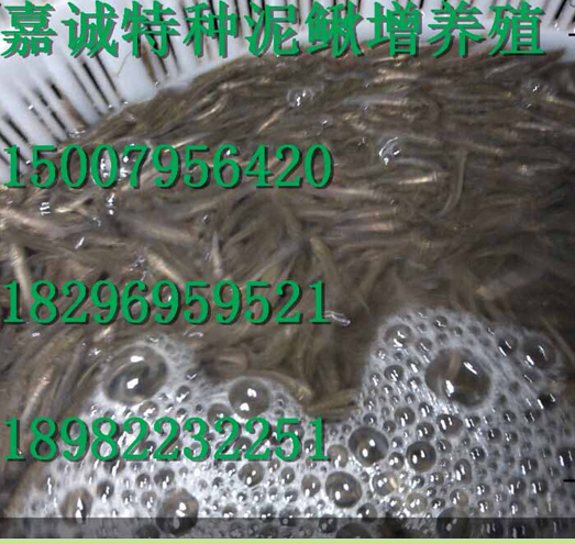 高安市泥鰍苗養(yǎng)殖銷售