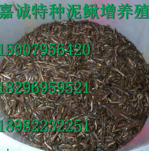 高安市泥鰍養(yǎng)殖   泥鰍苗養(yǎng)殖