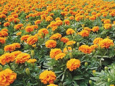 孔雀草 孔雀草苗