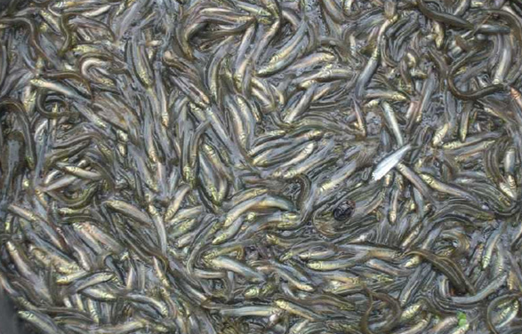 高安市泥鰍養(yǎng)殖批發(fā)