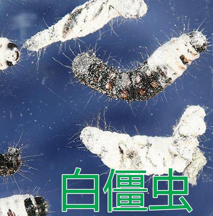 白僵菌山東綠隴生物|生物殺蟲|殺滅昆蟲綱及蛛形綱蜱螨目|林業(yè)殺蟲劑白僵菌