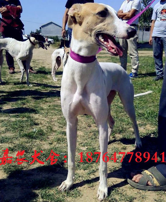 哪里有賣格力犬小狗的，格力犬價(jià)格