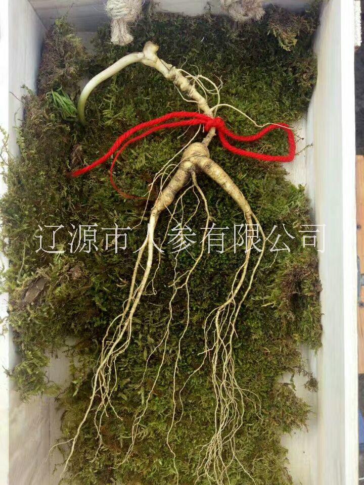東北特產(chǎn)長(zhǎng)白山人參鮮人參干人參 東北特產(chǎn)長(zhǎng)白山參產(chǎn)品 東北特產(chǎn)長(zhǎng)白山人參產(chǎn)品