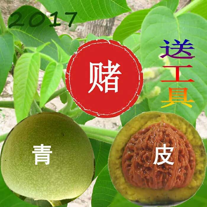 文玩核桃電話@麻核桃批發(fā)@核桃報價@麻核桃電話