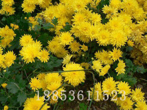 地被菊、地被菊價格，優(yōu)質(zhì)地被菊批發(fā)  地被菊基地直銷、優(yōu)質(zhì)地被菊批發(fā)、地被菊種子  青州盛諾地被菊基地，優(yōu)質(zhì)地被菊直銷、