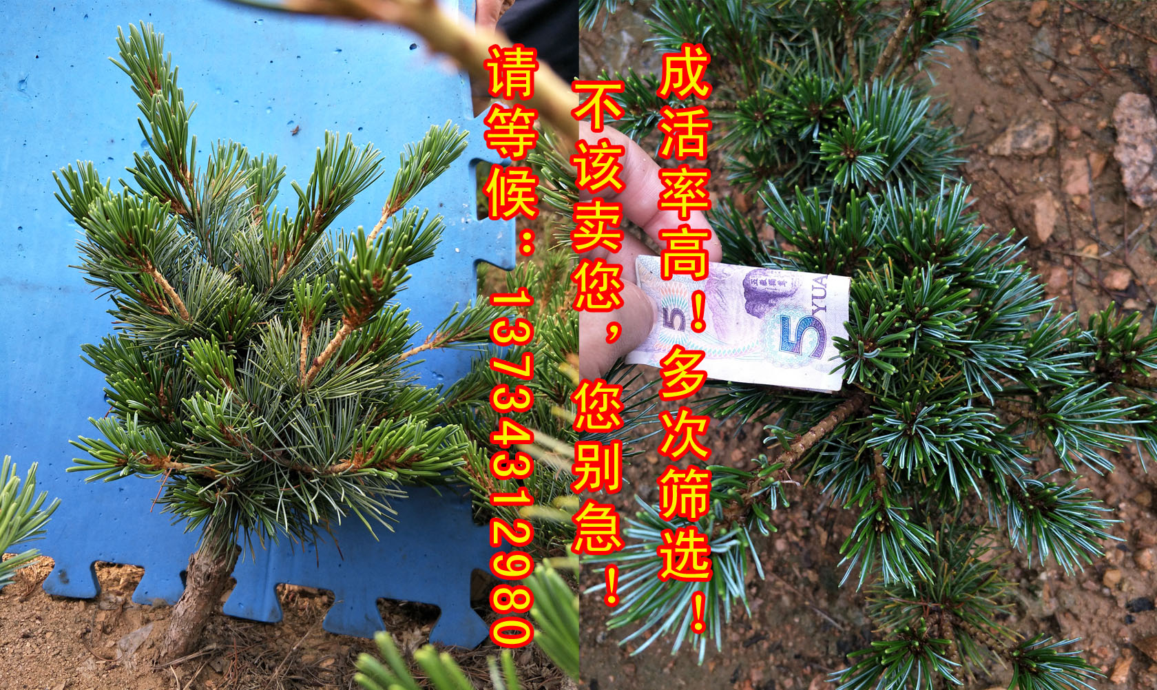 日照五蓮五針?biāo)稍煨团杈皹涿?五針?biāo)杉藿?五針?biāo)杉藿用?五針?biāo)擅?嫁接五針?biāo)?  title=