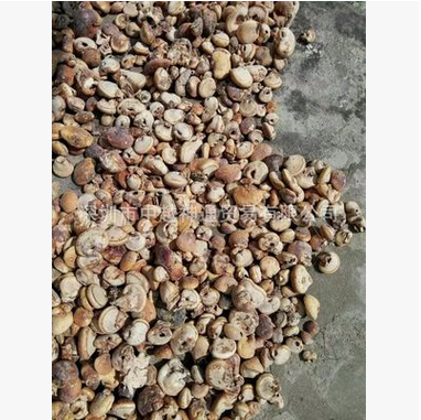 云南隱孔菌  *隱孔菌 *隱孔菌價格 *隱孔菌批發(fā) *隱孔菌廠家