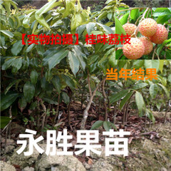 供應(yīng)妃子笑荔枝苗 雞嘴荔荔枝苗 無(wú)核荔枝苗 桂味/黑葉三月紅荔枝苗