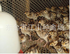 長(zhǎng)期專業(yè)批發(fā)自養(yǎng)高產(chǎn)高質(zhì)量柴雞苗 脫溫可預(yù)售土雞苗