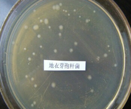 地衣芽孢桿菌，地衣芽孢桿菌200億/g