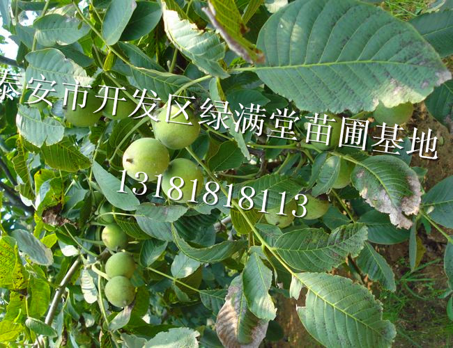 8518核桃苗