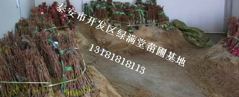 葡萄苗批發(fā)-夏黑葡萄苗怎么樣-泰安綠滿堂苗圃基地
