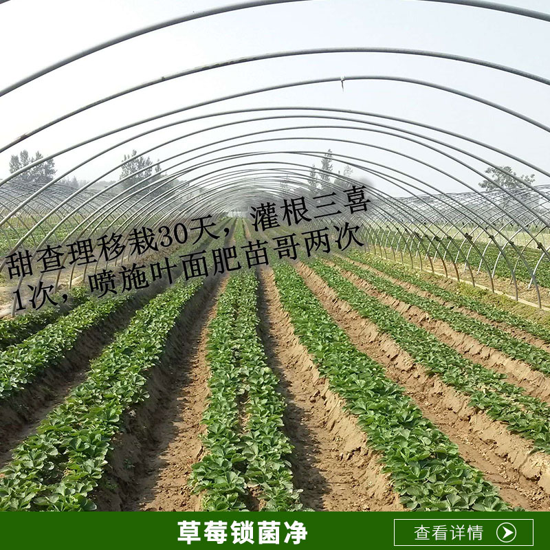 廠家直銷 河南草莓鎖菌凈 辛菌胺*殺菌劑 價格實惠