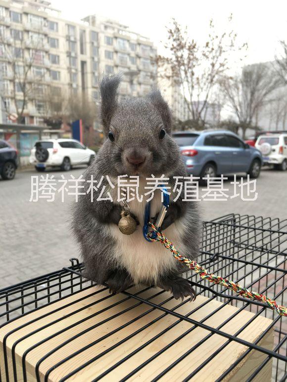 寵物*哪里有賣*的*養(yǎng)殖場出售* 寵物**養(yǎng)殖場