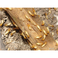 廣州番禺有害生物防治 番禺有害生物防治 番禺有害生物防治電話 番禺有害生物防治價格 番禺有害生物防治公司