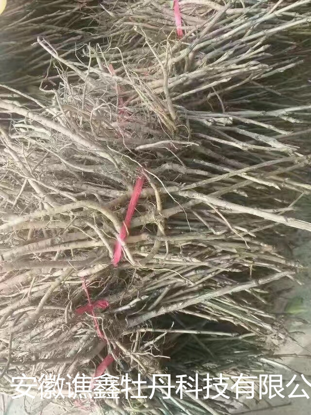 油油牡丹苗 二年牡丹苗 牡丹種子