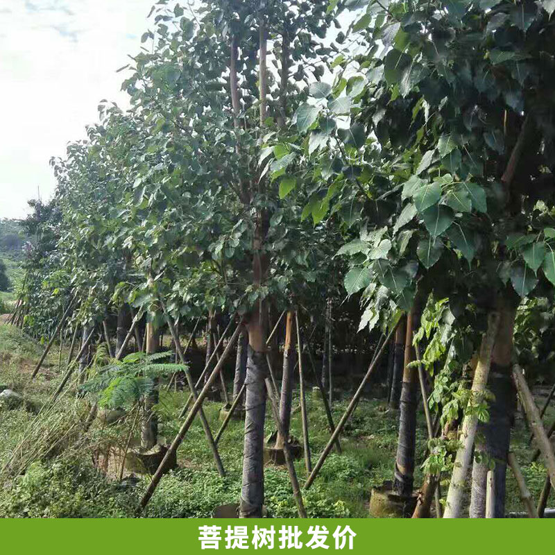 苗圃直銷  優(yōu)質(zhì)菩提樹  工程綠化工程苗木  規(guī)格齊全  菩提樹批發(fā)價