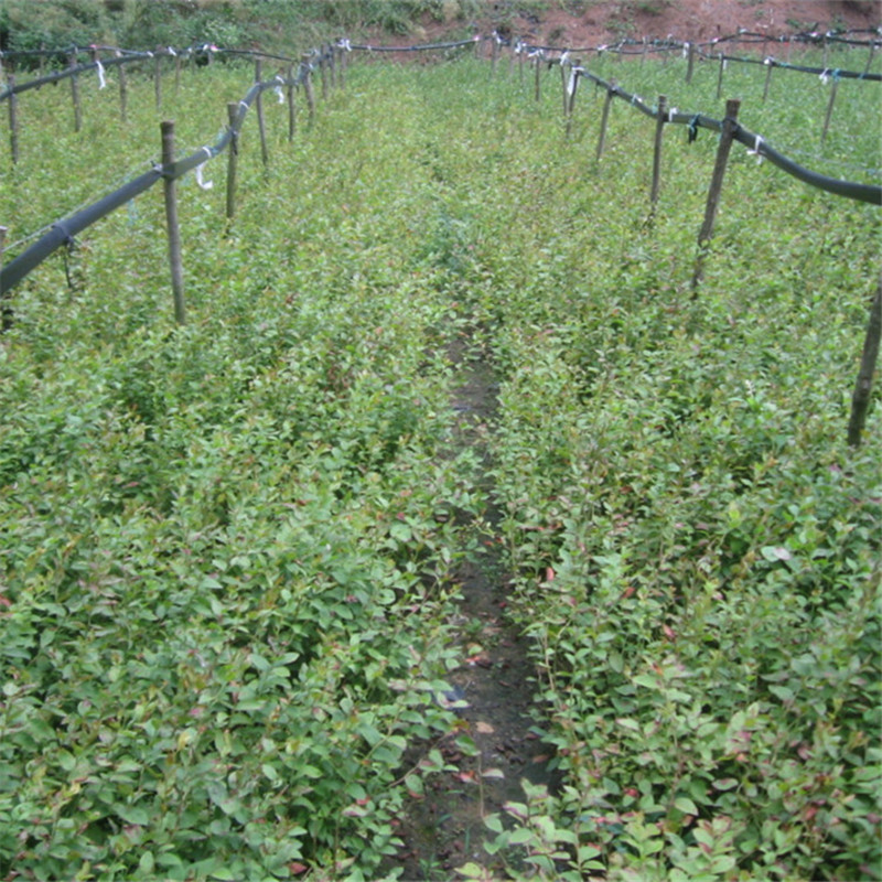 廠家供應(yīng)藍(lán)莓苗種植銷售 廣西藍(lán)莓苗批發(fā) 藍(lán)豐藍(lán)莓苗價格