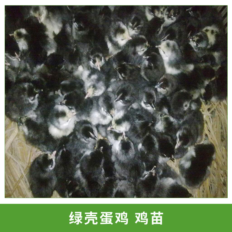綠殼蛋雞苗 五黑雞 江西綠殼蛋雞雞苗 東鄉(xiāng)綠殼蛋雞苗純種