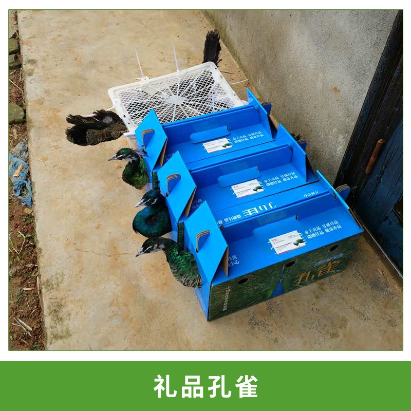農(nóng)場(chǎng)直銷(xiāo)活體*；禮品*盒，江浙滬地區(qū)免費(fèi)發(fā)貨