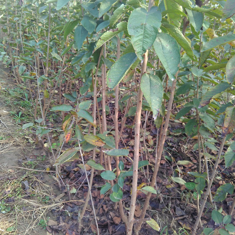 布魯克斯櫻桃苗 美國車厘子/美早/大紅燈/薩米拖/俄八櫻桃苗 山東大櫻桃樹苗批發(fā)基地