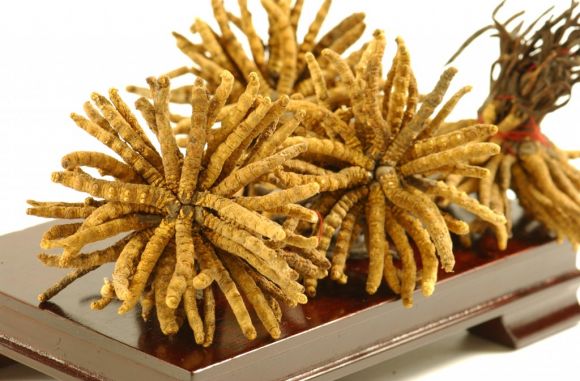 冬蟲夏草批發(fā)|廣東冬蟲夏草|冬蟲