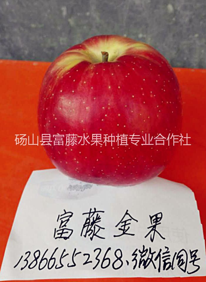 早熟蘋果 早熟蘋果供應(yīng) 早熟蘋果廠家 早熟蘋果價(jià)格