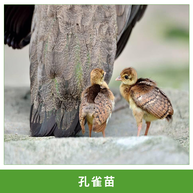 熱銷高存活*苗**活體觀賞鳥*種苗批發(fā)包郵包活