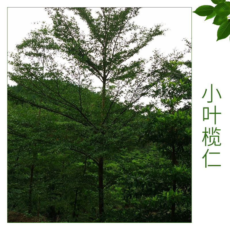 小葉欖仁批發(fā) *細(xì)葉欖仁 小葉欖仁 園林綠化苗木 庭院風(fēng)景樹(shù) 歡迎來(lái)電訂購(gòu)