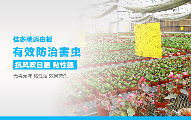 廣西粘蟲板果園誘蟲板佳多廠家批發(fā)