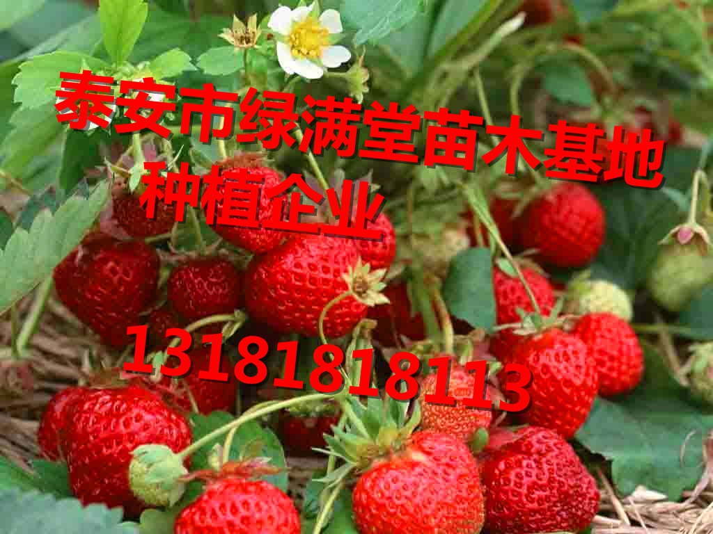 全國草莓苗批發(fā)基地-泰安綠滿堂種植企業(yè)