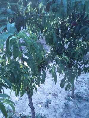 深州桃樹苗 毛桃苗廠家   毛桃苗供應商