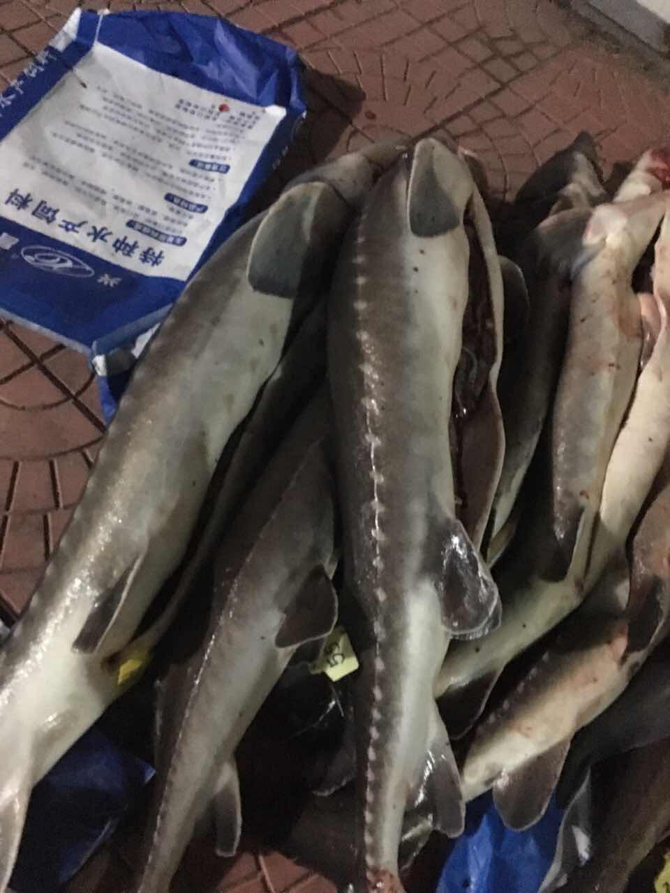 臨朐新鱘魚養(yǎng)殖銷售