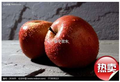 富士蘋果苗哪家好 富士蘋果苗批發(fā) 富士蘋果苗采購網(wǎng)