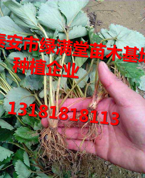 草莓苗-草莓苗批發(fā)基地  全國(guó)草莓苗種植企業(yè)